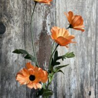 Orange Wild Meadow Poppy Stem