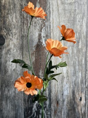 Orange Wild Meadow Poppy Stem