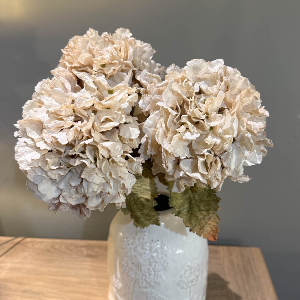 Dried Ruffled Hydrangea Oyster