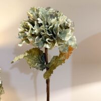 Dried Ruffled Hydrangea Green