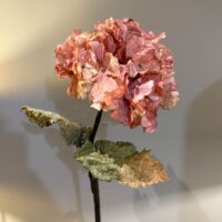 Dried Ruffled Hydrangea Pink