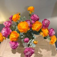 Ranunculus Spray