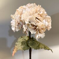 Dried Ruffled Hydrangea Oyster